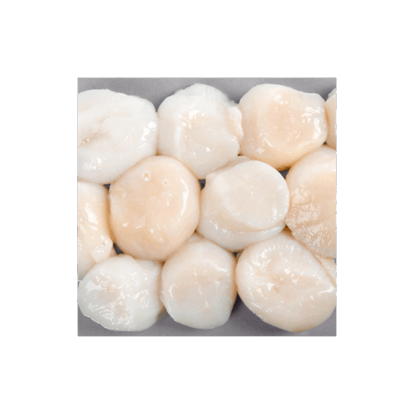 Canadian Scallop - Image 2