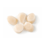 Canadian Scallop