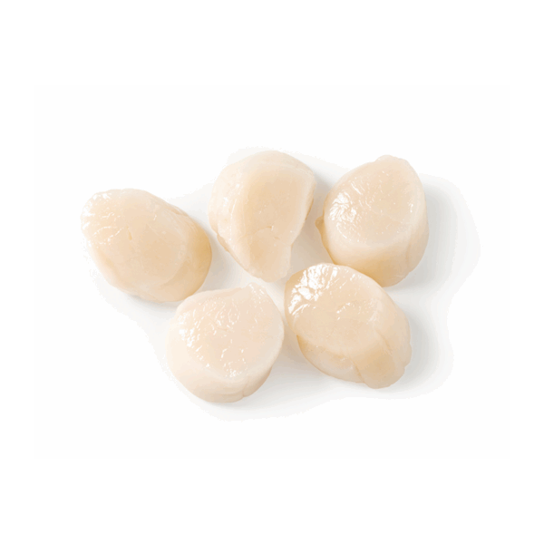 Canadian Scallop