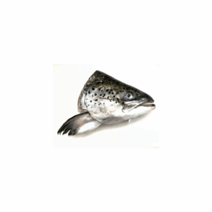 Salmon Fish Head
