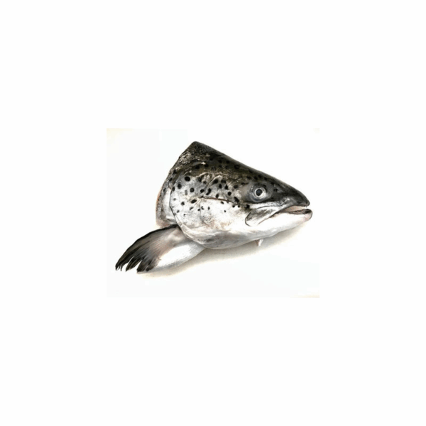 Salmon Fish Head