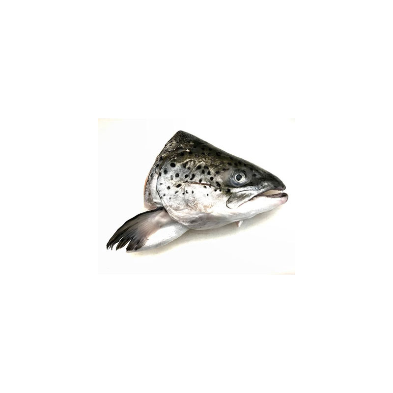Salmon Fish Head